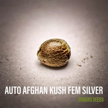 Семена конопли Auto Afghan Kush Feminised Silver - 500 шт